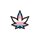 WoodRocket TRANS PRIDE LEAF PIN
